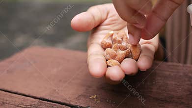 women hand pick cashew nuts closeup