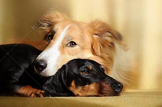 Two cute dog dreaming