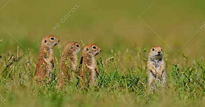 Ground squirrels standing in a field