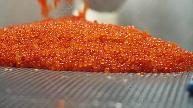 Huge amount of red salmon caviar is poured on net at a seafood factory