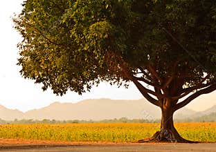 A Big Tree near Sunflower field.