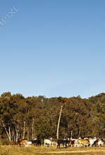 Beef Cattle with Blue Sky