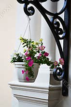 Hanging pot with flowers