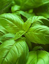 Basil