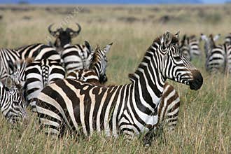 Zebra Serengeti Tanzania