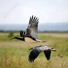 Black Stork in Amboseli Kenya