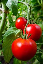 Tomatoes