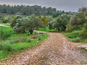 A path in clearing in a green forest in the Biblical Museum of Natural History