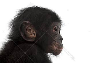 Baby bonobo, Pan paniscus, 4 months old