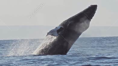 Majestic Humpback Whale Breaching Ocean Surface in a Powerful Display.