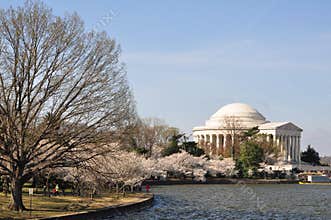 Cherry Blossoms, Washington DC