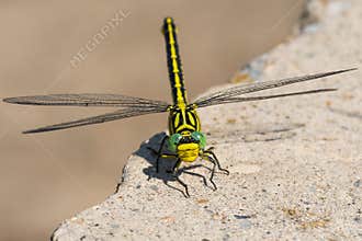 Yellow Dragonfly with Green Eyes Sitting on a Rock