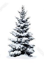 Christmas tree covered with snow.