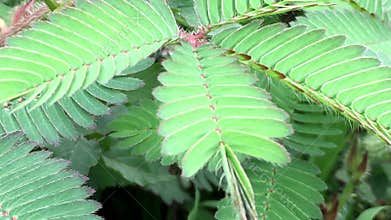 Mimosa pudica leaves on plant