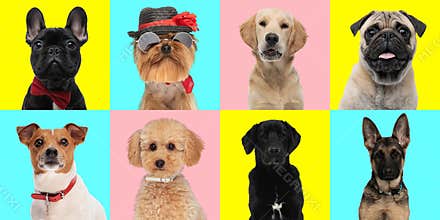 collage of different types of dog breeds