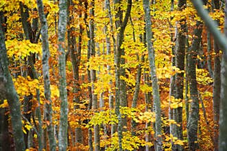 Beech tree forest