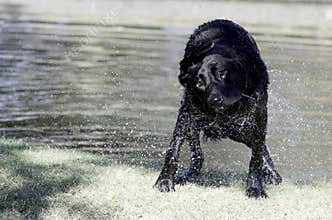 Black Labrador Retriever