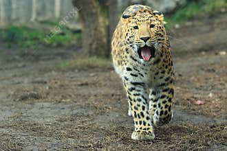 Amur leopard