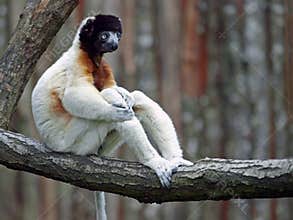 Crowned Sifaka