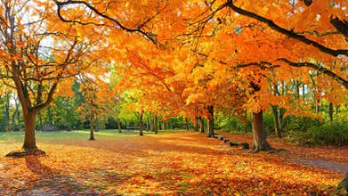 Autumn park landscape with bright orange foliage on trees and fallen leaves covering the ground in warm sunlight