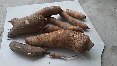 Cassava Raw Food harvest