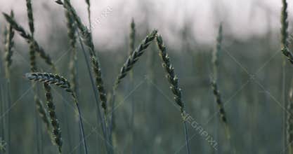 Wheat fields, green meadows, chamomile meadows in the Swiss Lowlands 8k ultra hd