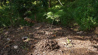 Planting trees for a healthier earth