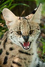 Angry Serval Cat South Africa
