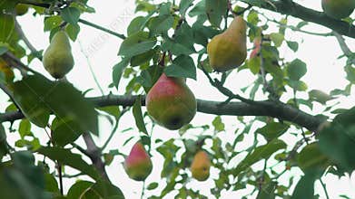 On the limb of a fruit-bearing tree, a succulent and inviting pear, tinged with a hint of red, hangs.