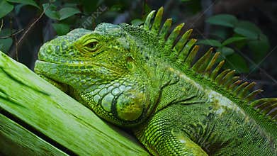 Green iguana, large arboreal herbivorous lizard species. Iguana on the tree branch. Closeup