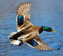 Male Mallard Duck Flying Over Water