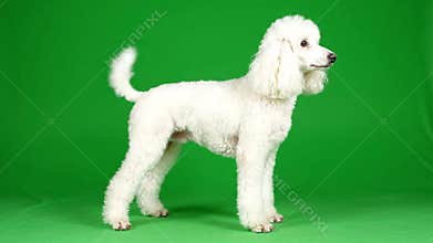 Elegant White Poodle Standing Proudly on Green Screen Backdrop, Studio Shot