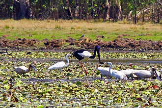 A flock of birds in Kakadu National Park