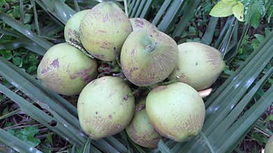 Close up video of fresh coconut cluster hanging