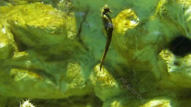 A Seahorse Eats a Small Shrimp While Swimming in an Aquarium