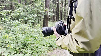 Photographer with camera capturing the serene forest. Lush greenery, scenic trees, professional