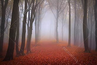 Foggy forest during autumn