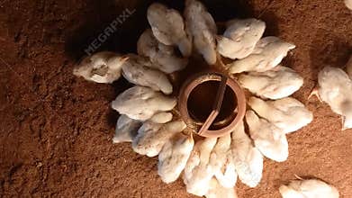 A group of newborn broiler chickens happily enjoying their feed in the poultry farm, view from above.