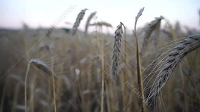 barley harvest video zoomed in at sunset with light colors