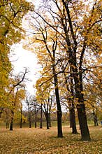 Autumn colors in forest