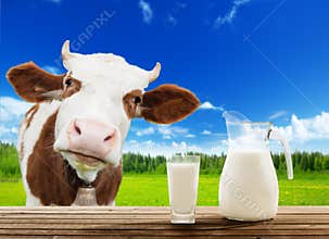 Cow and milk