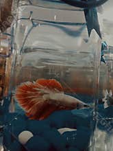 Colourfull fins fish marine life elegant fish