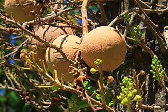 Monkey's Apricot Exotic Fruit