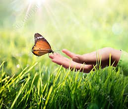 Butterfly in hand on grass