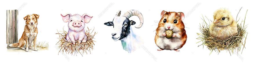 Farm animals collection with dog, pig, goat, hamster, chick watercolor illustration set isolated on transparent