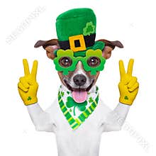 St patricks day dog