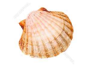 One scallop isolated