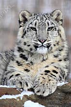 Snow leopard