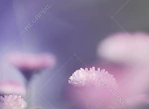 Pink soft light nature background