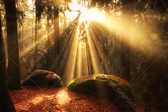 Beautiful forest and sunbeams
